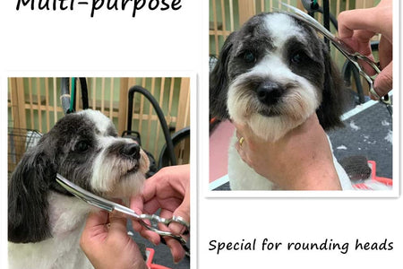 Curved Scissors for Dog Grooming,6.5 Inches,Safety round Tip Design. (Ball-Tip)